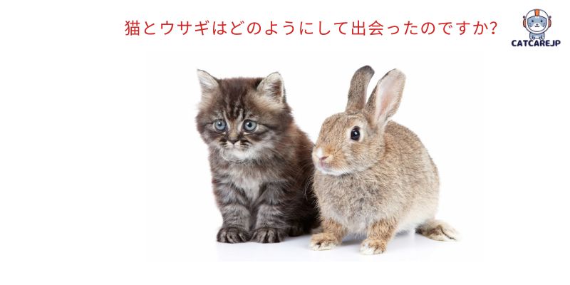 猫とウサギはどのようにして出会ったのですか？
