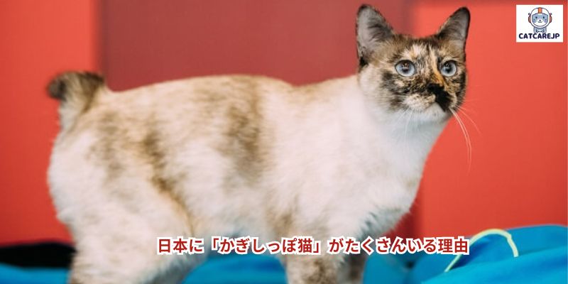 日本に「かぎしっぽ猫」がたくさんいる理由