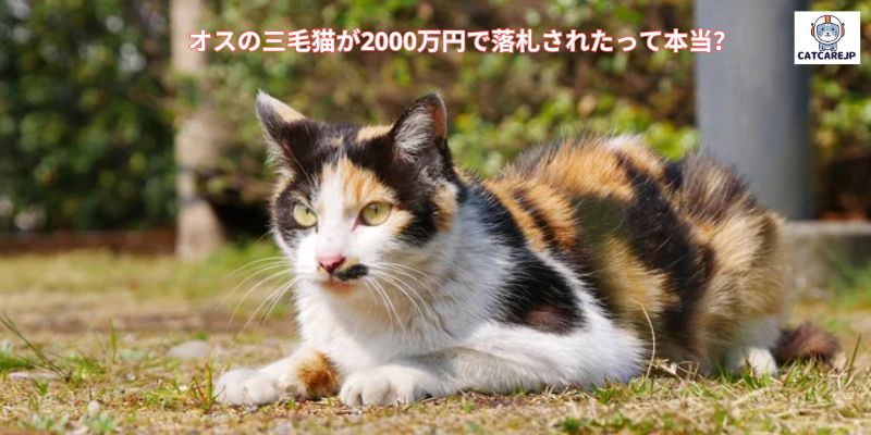 オスの三毛猫が2000万円で落札されたって本当？