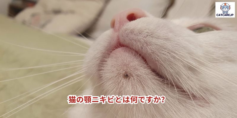 猫の顎ニキビとは何ですか？