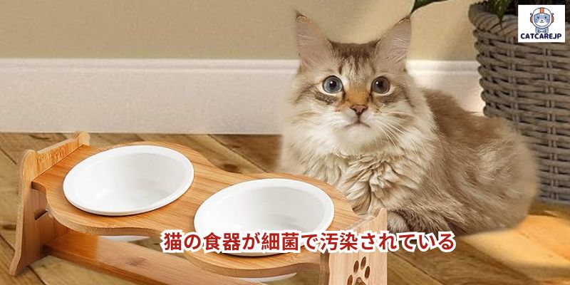 猫の食器が細菌で汚染されている