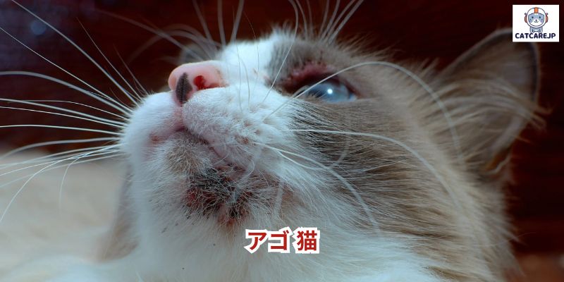 アゴ 猫