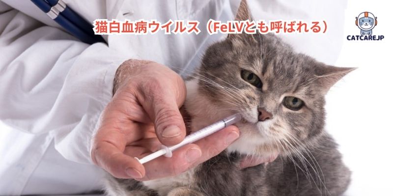 猫白血病ウイルス（FeLVとも呼ばれる）