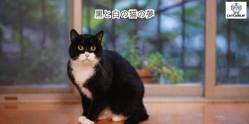 黒と白の猫の夢