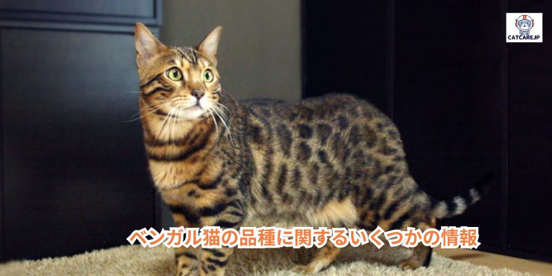 ベンガル猫の品種に関するいくつかの情報