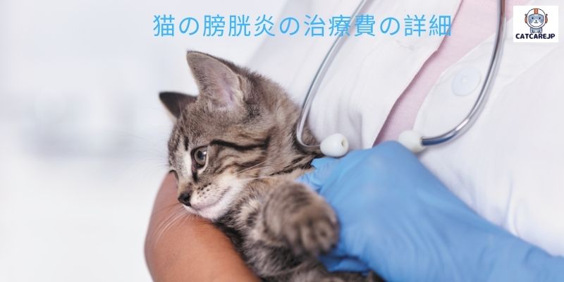 猫の膀胱炎の治療費の詳細