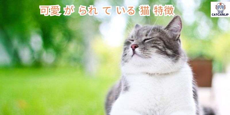 可愛 が られ て いる 猫 特徴