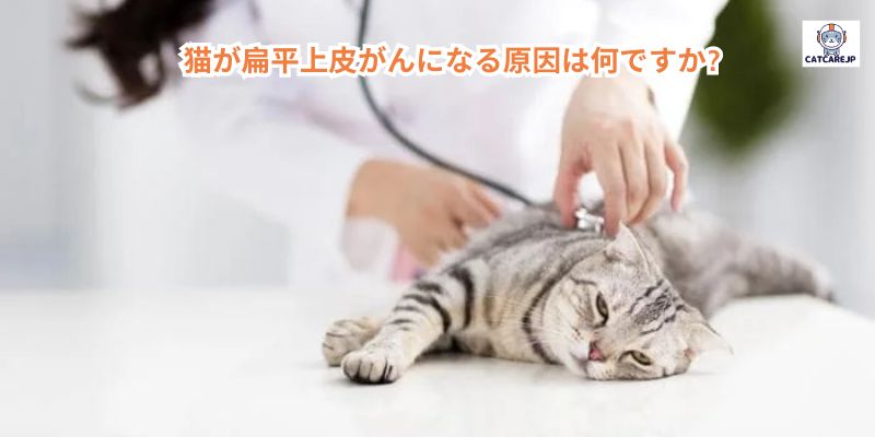 猫が扁平上皮がんになる原因は何ですか?