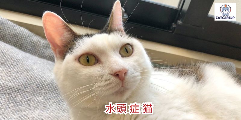 水頭 症 猫