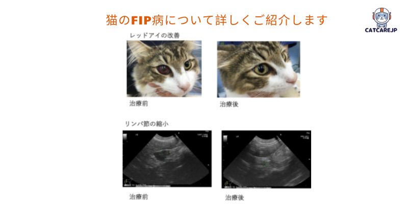 猫のFip病について詳しくご紹介します