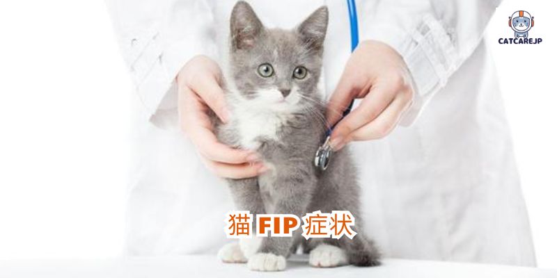 猫 FIP 症状