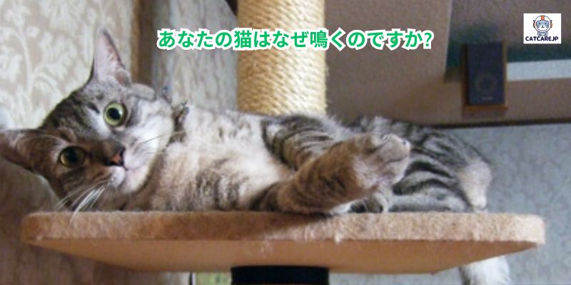 あなたの猫はなぜ鳴くのですか?