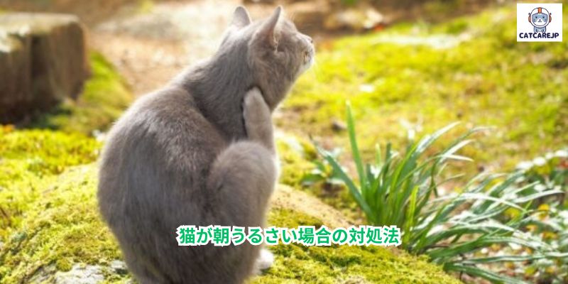 猫が朝うるさい場合の対処法