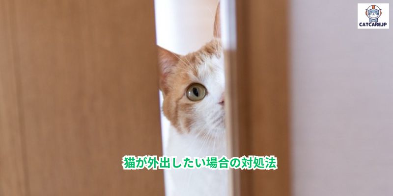 猫が外出したい場合の対処法