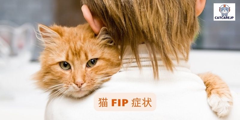 猫 が 好き な 人 に する 行動