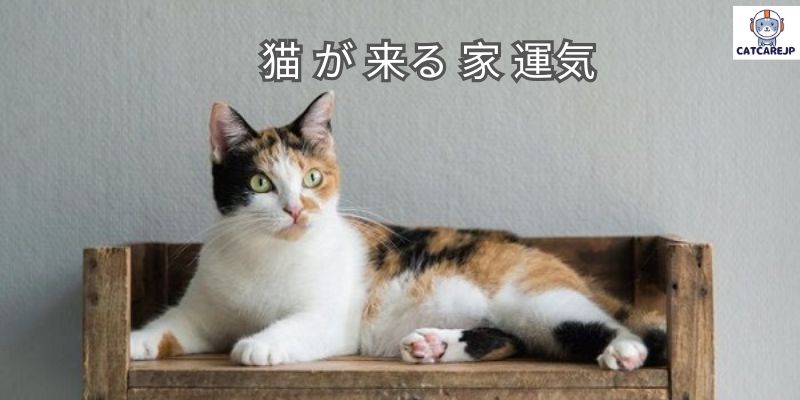 猫 が 来る 家 運気