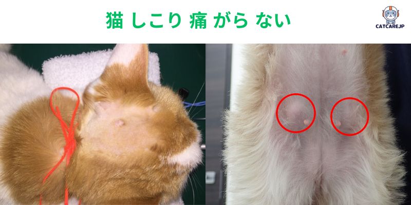 猫 しこり 痛 がら ない