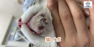 猫 イボ