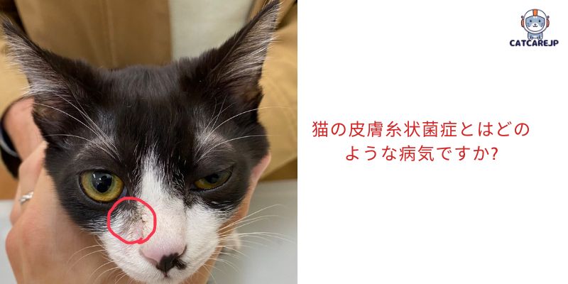 猫の皮膚糸状菌症とはどのような病気ですか?