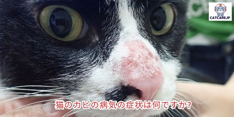 猫のカビの病気の症状は何ですか?