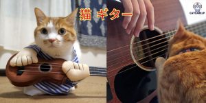 猫 ギター