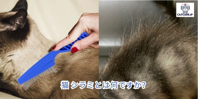 猫 シラミとは何ですか？