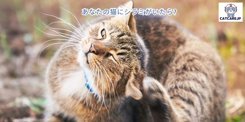 あなたの猫にシラミがいたら?