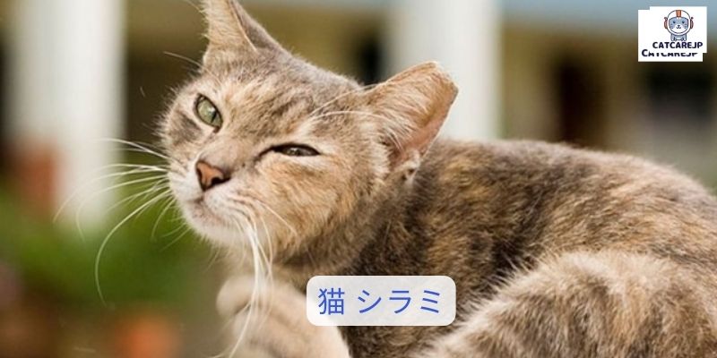 猫 シラミ