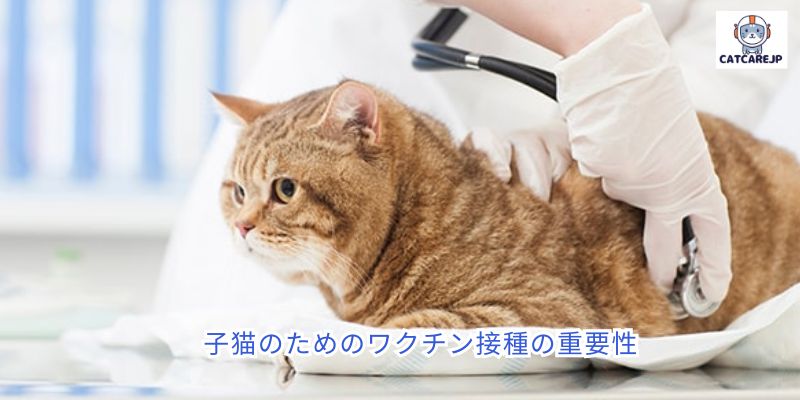 子猫のためのワクチン接種の重要性