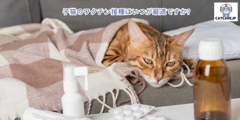 子猫のワクチン接種はいつが最適ですか?