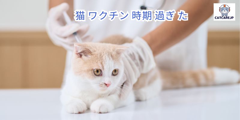 猫 ワクチン 時期 過ぎ た