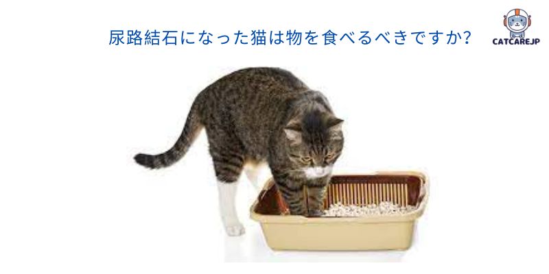 尿路結石になった猫は物を食べるべきですか？