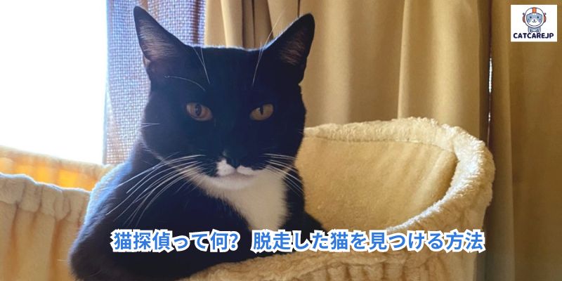 猫探偵って何？ 脱走した猫を見つける方法