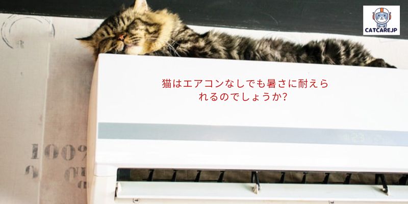 猫はエアコンなしでも暑さに耐えられるのでしょうか？