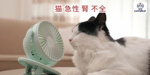 猫 暑 さ 対策 エアコン なし