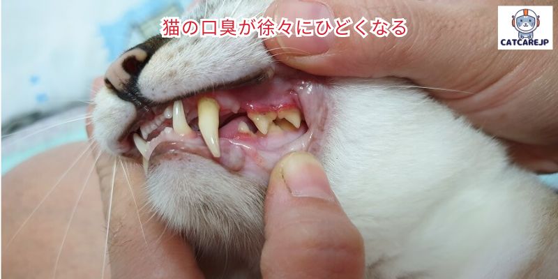 猫の口臭が徐々にひどくなる