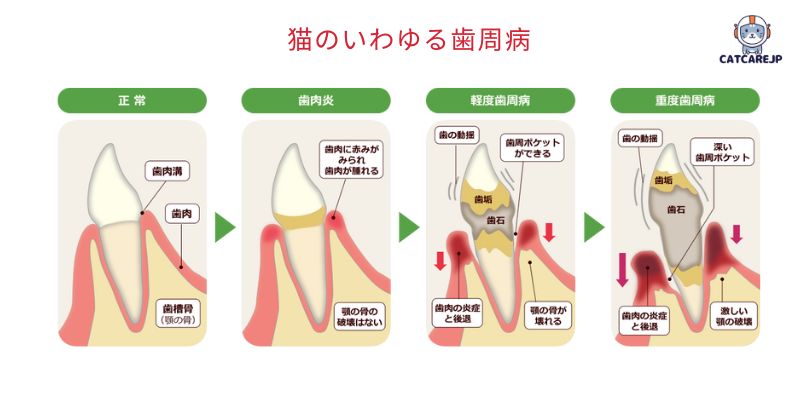 猫のいわゆる歯周病