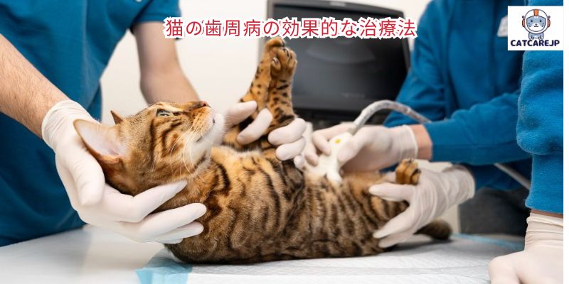 猫の歯周病の効果的な治療法