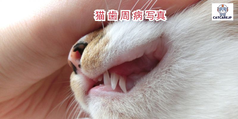 猫 歯 周 病 写真