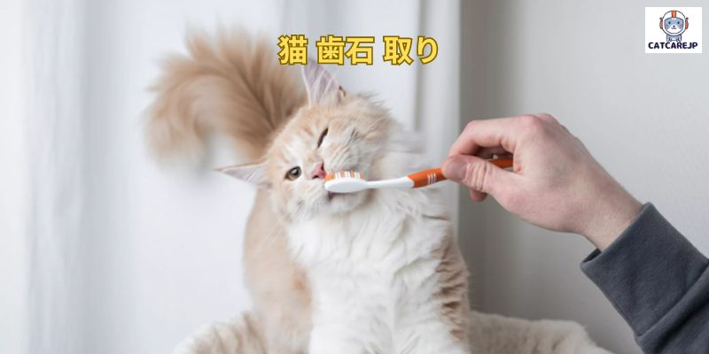 猫 歯石 取り