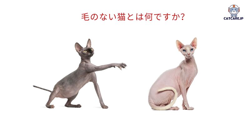 毛のない猫とは何ですか？