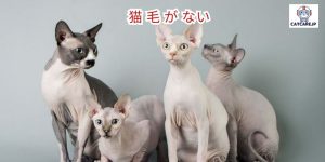 猫 毛 が ない