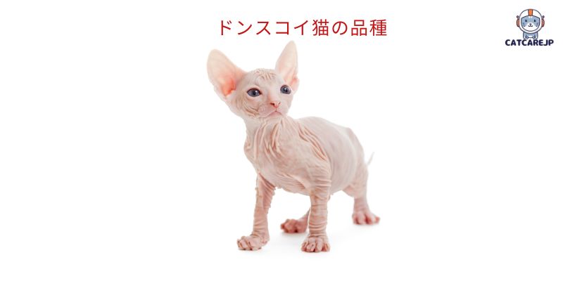 ドンスコイ猫の品種