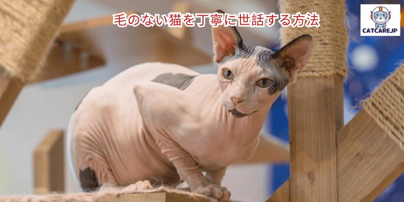 毛のない猫を丁寧に世話する方法