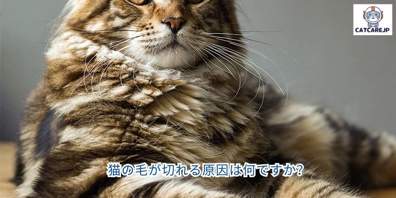 猫の毛が切れる原因は何ですか？