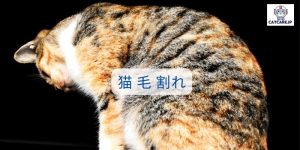 猫 毛 割れ