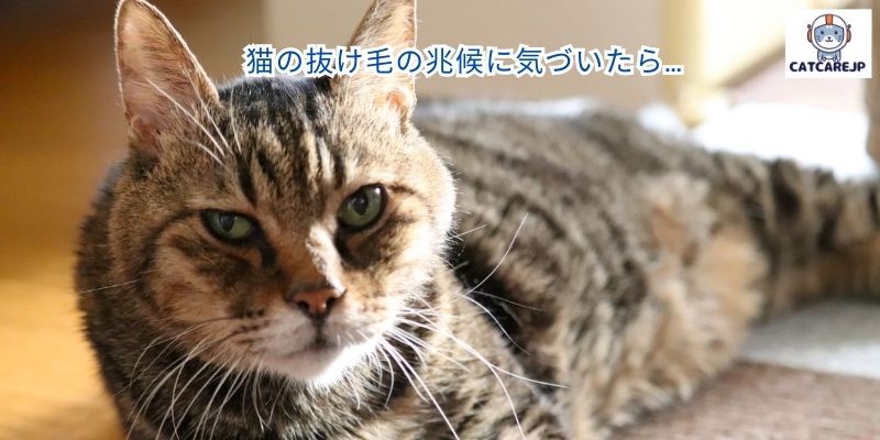 猫の抜け毛の兆候に気づいたら…