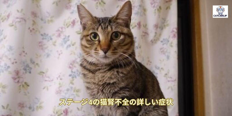 ステージ4の猫腎不全の詳しい症状