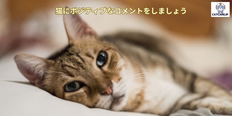 猫にポジティブなコメントをしましょう