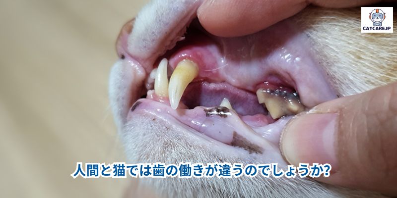 人間と猫では歯の働きが違うのでしょうか？